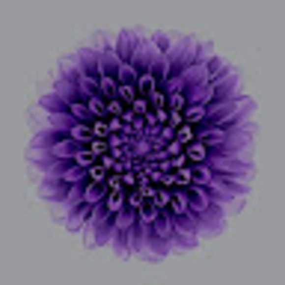 Meet your Posher, Ari - Picture 1 of 1